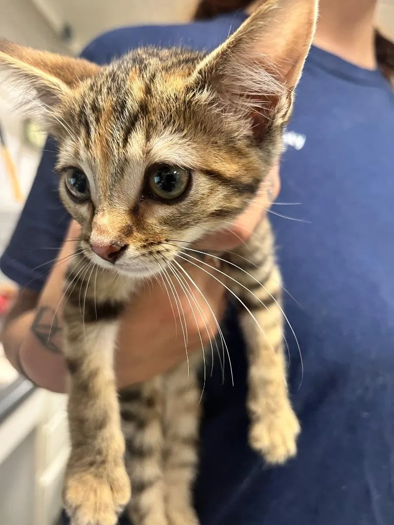 A baby small-sized female Domestic Short Hair cat named Peach Mango for adoption in Hopkinsville, KY