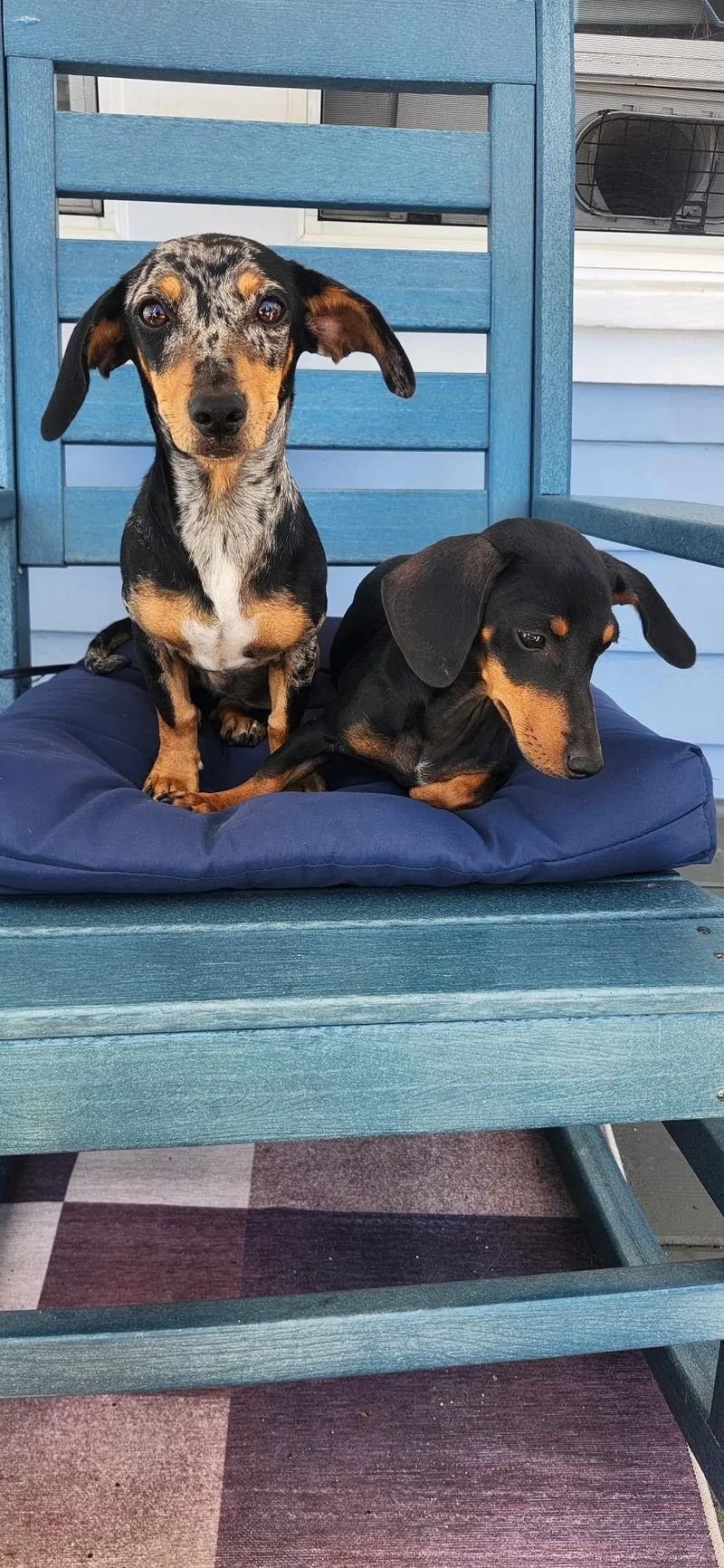 A young small-sized female Dachshund dog named Bluebell for adoption in Torrance, CA