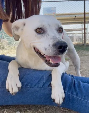 A young medium-sized female White / Cream Pit Bull Terrier dog named Bella  Urgent for adoption in Thousand Oaks, CA