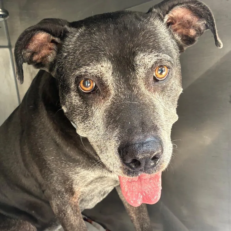 A senior large-sized female Black Pit Bull Terrier dog named Tasha for adoption in Philadelphia, PA