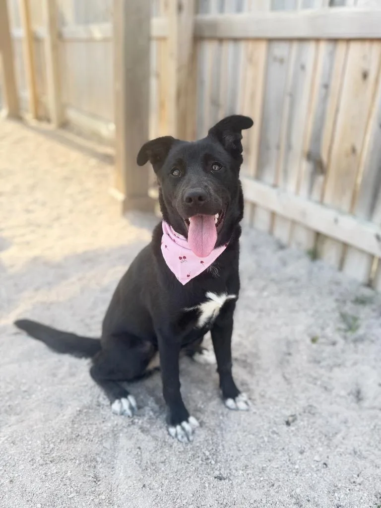 A young medium-sized female Mixed Breed dog named Rumi for adoption in Muskegon, MI