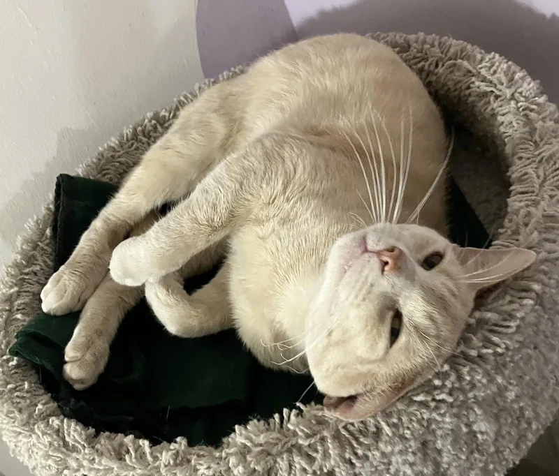 A baby medium-sized male Buff / Tan / Fawn Domestic Short Hair cat named Darwin for adoption in Dublin, OH