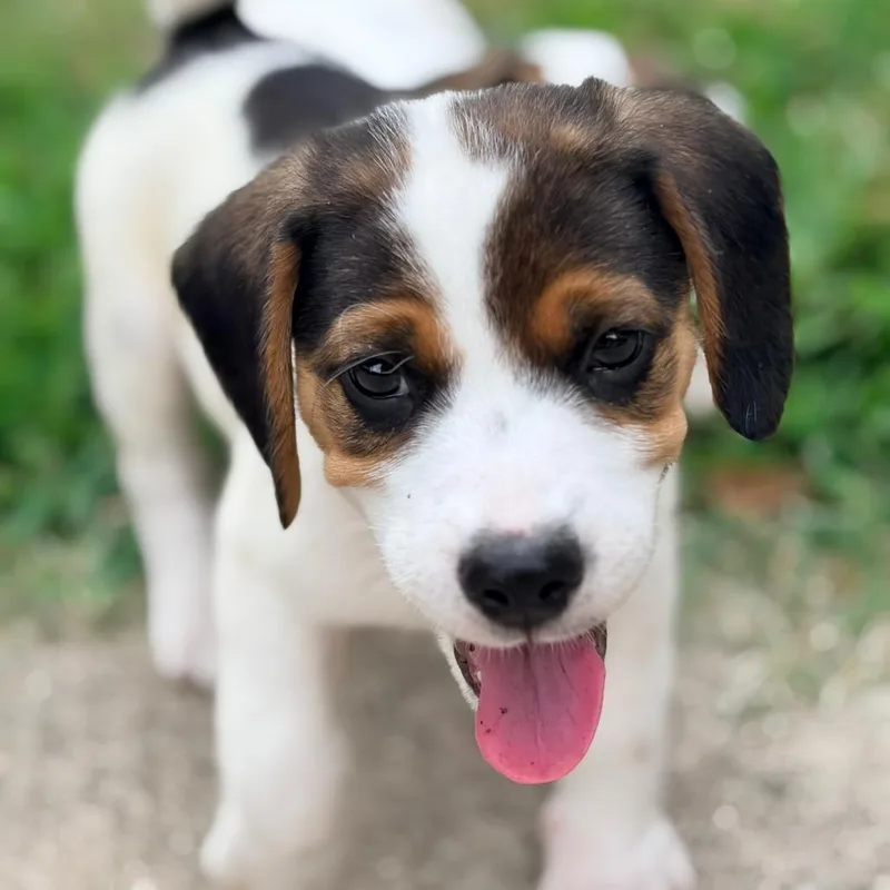 A baby small-sized male White / Cream Beagle dog named Jake for adoption in Cincinnati, OH