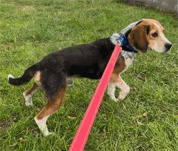 An adult small-sized male Tricolor (Brown, Black, & White) Beagle dog named Rocky for adoption in West Decatur, PA