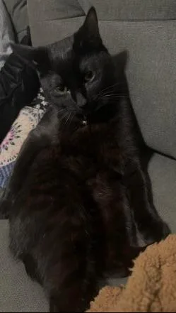 A young medium-sized male Black Domestic Short Hair cat named Mr. Wybie for adoption in Homewood, AL