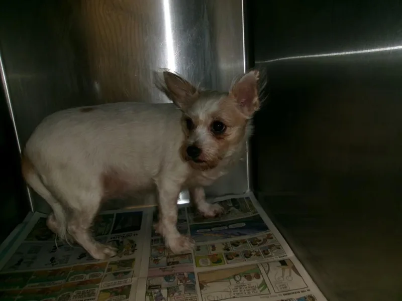 An adult small-sized female Chihuahua dog named Blanca for adoption in Van Nuys, CA