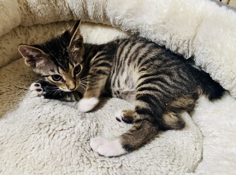 A baby medium-sized male Tabby cat named Devon for adoption in Pensacola, FL