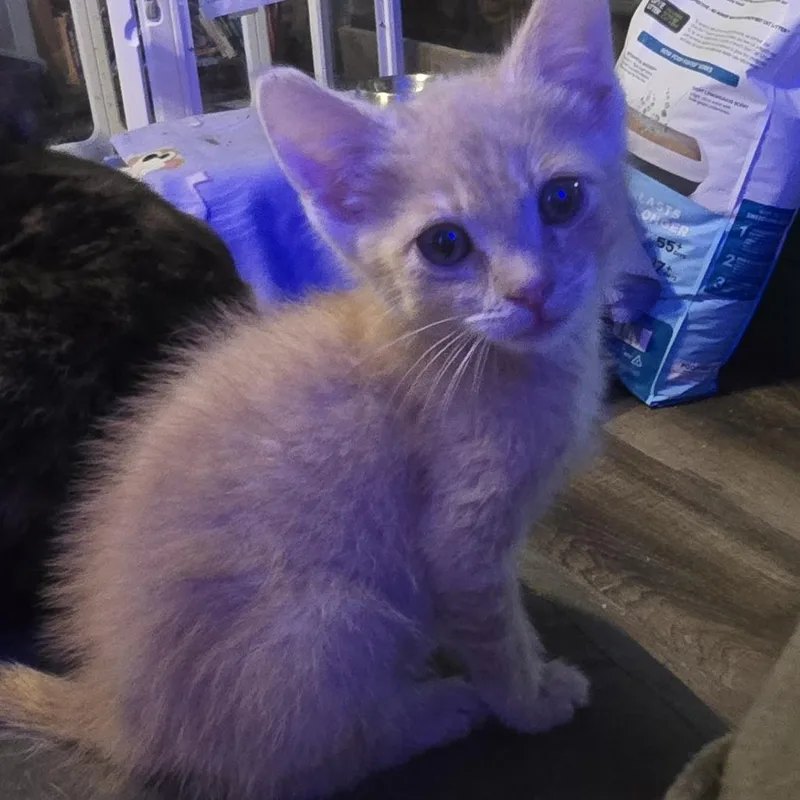 A baby small-sized male Buff / Tan / Fawn Domestic Short Hair cat named Fergus C for adoption in Princeton, MN