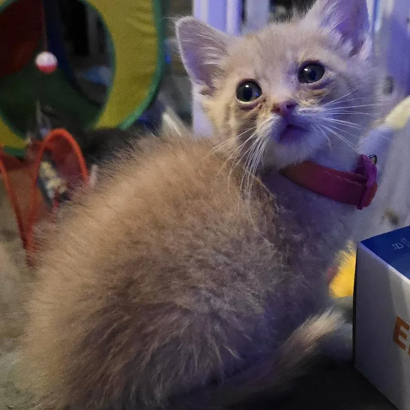 Fergus C thumbnail 4