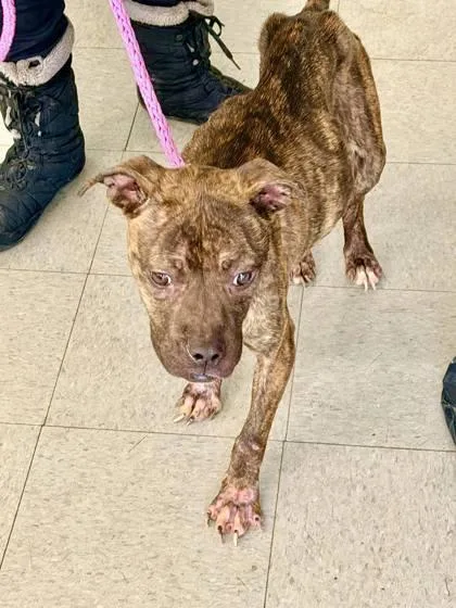 A young medium-sized female Mixed Breed dog named Gully for adoption in Hobart, IN