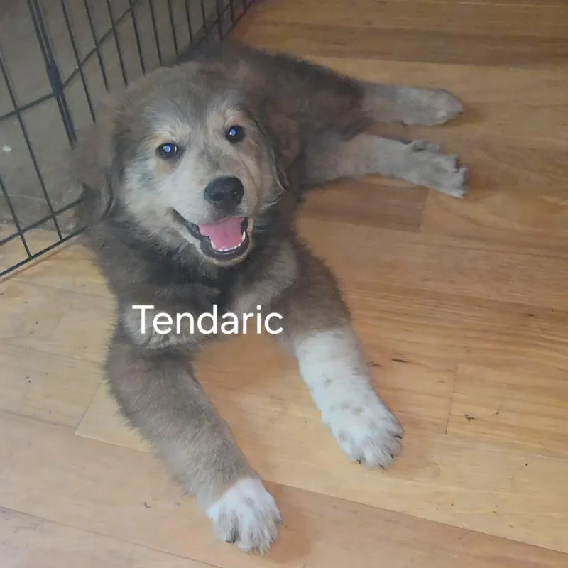 A baby small-sized female Brown / Chocolate Mixed Breed dog named Tendaric for adoption in Fredericksburg, VA