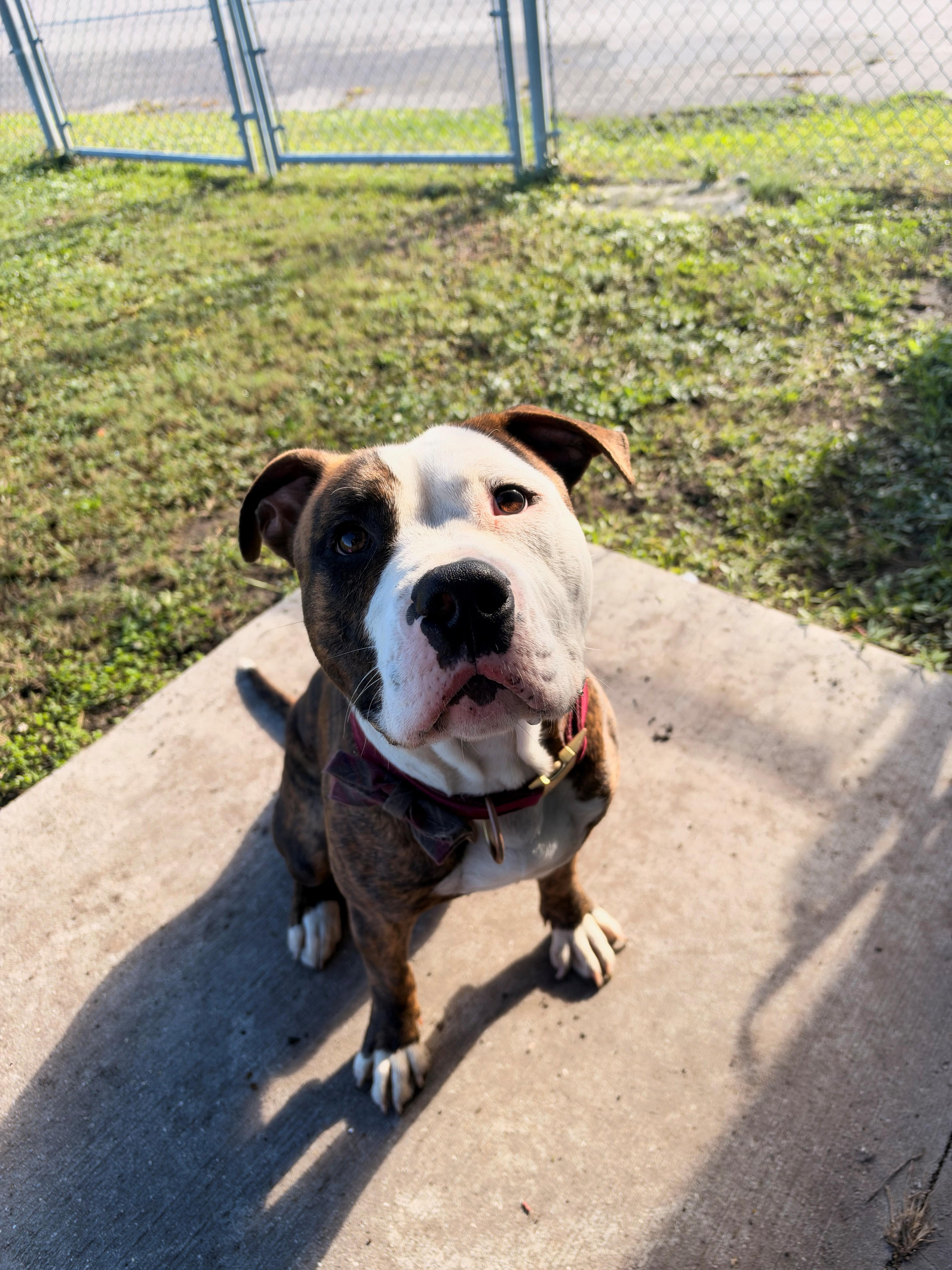 A young medium-sized male Pit Bull Terrier dog named Shiloh for adoption in Havelock, NC
