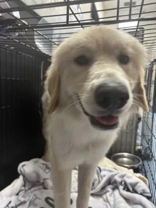 A baby large-sized female Apricot / Beige Great Pyrenees dog named Brie for adoption in Charleston, SC
