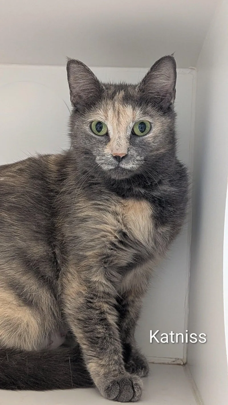 An adult medium-sized female Tortoiseshell Domestic Short Hair cat named Katniss for adoption in Flint, MI