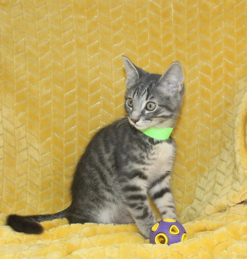 A baby medium-sized male Gray / Blue / Silver Domestic Short Hair cat named Casper for adoption in Prattville, AL