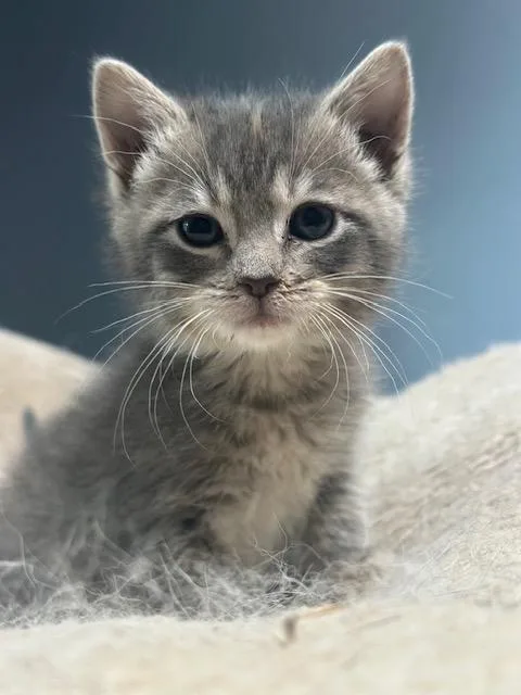 A baby medium-sized female Gray / Blue / Silver Domestic Short Hair cat named Skittles for adoption in Lakeville, MN