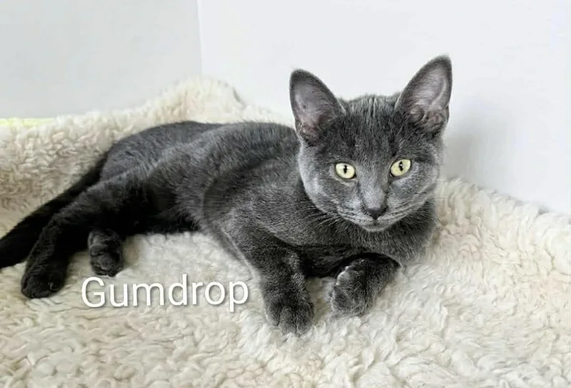 A baby medium-sized female Gray / Blue / Silver Russian Blue cat named Gumdrop for adoption in Wyandotte, MI