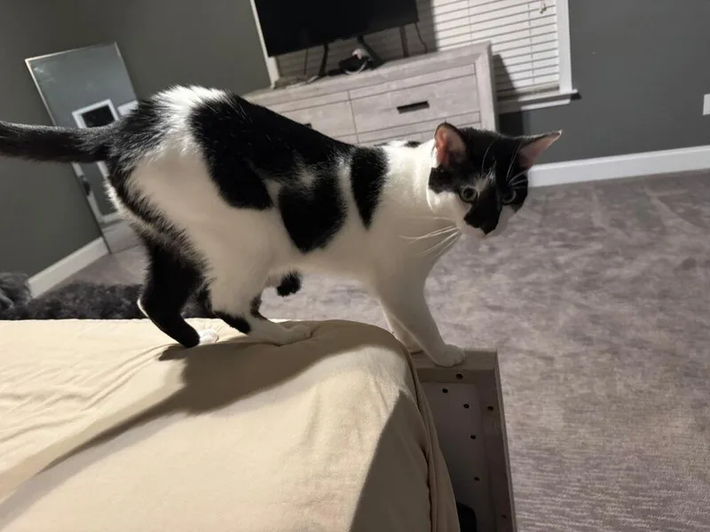 An adult large-sized male Black & White / Tuxedo Domestic Short Hair cat named Asher for adoption in Salisbury, NC