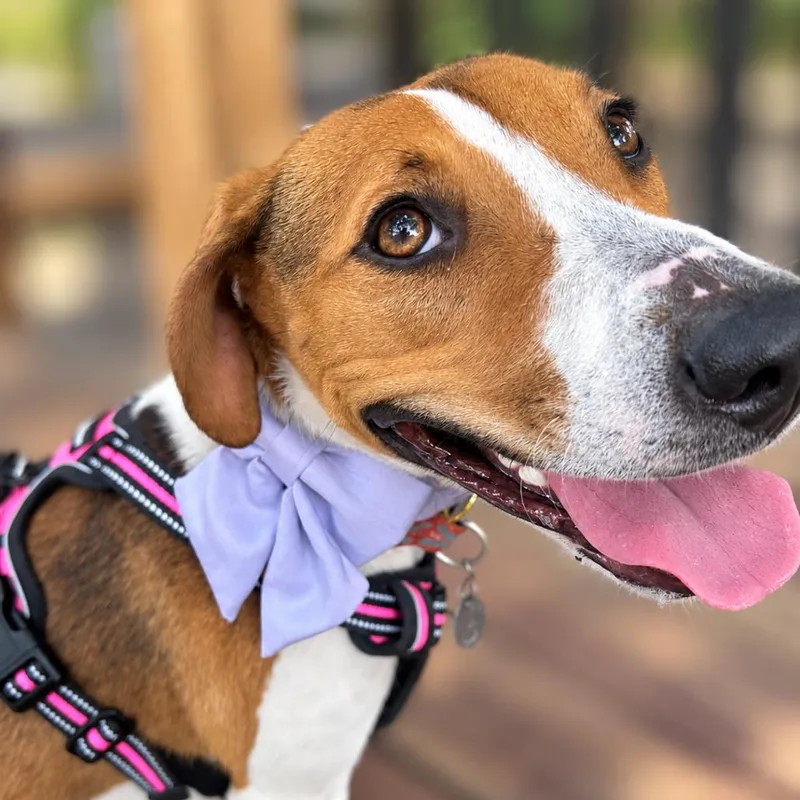 A young medium-sized female Beagle dog named Bella for adoption in Austin, TX
