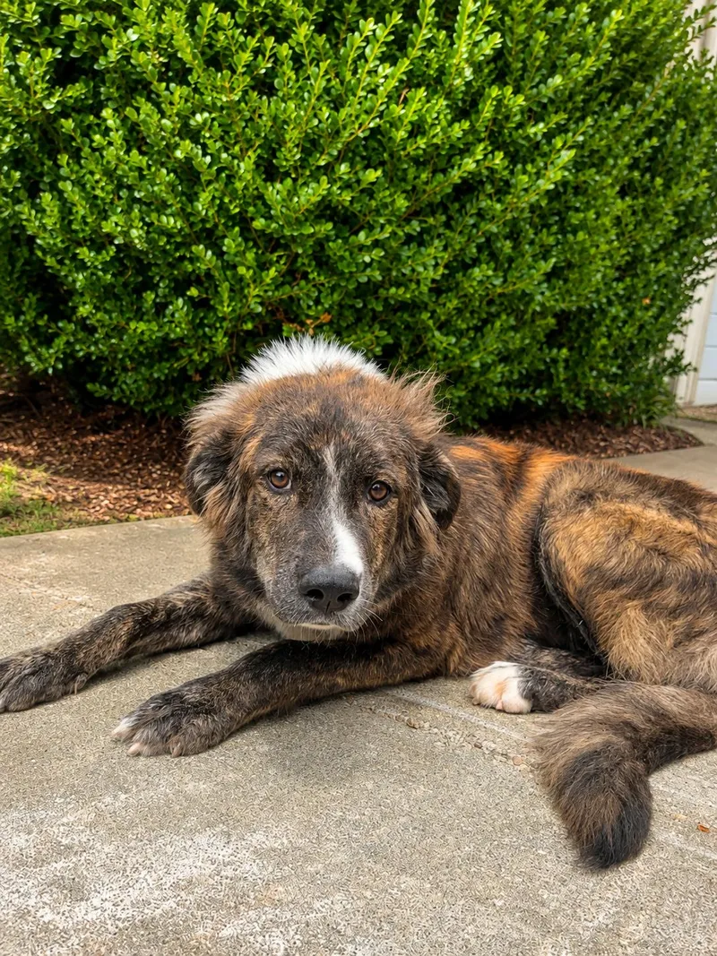 An adult large-sized female Brindle Australian Shepherd dog named Nessie for adoption in Alexander City, AL