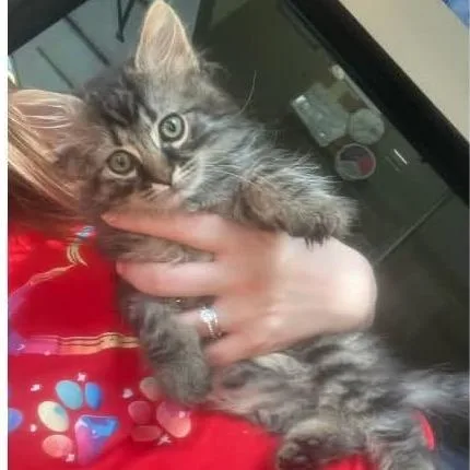 A baby small-sized male Black Domestic Long Hair cat named Derek  in Union for adoption in Alexandria, VA