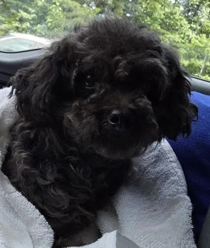 An adult small-sized female Poodle dog named Nova for adoption in Blue Ridge, GA