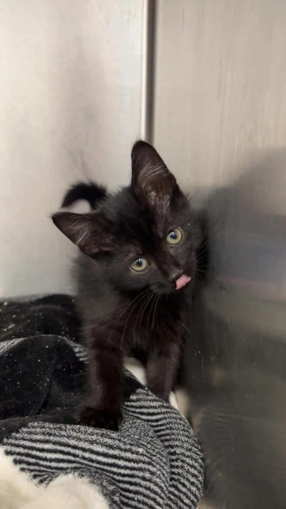A baby medium-sized male Domestic Short Hair cat named Onyx for adoption in Republic, MO