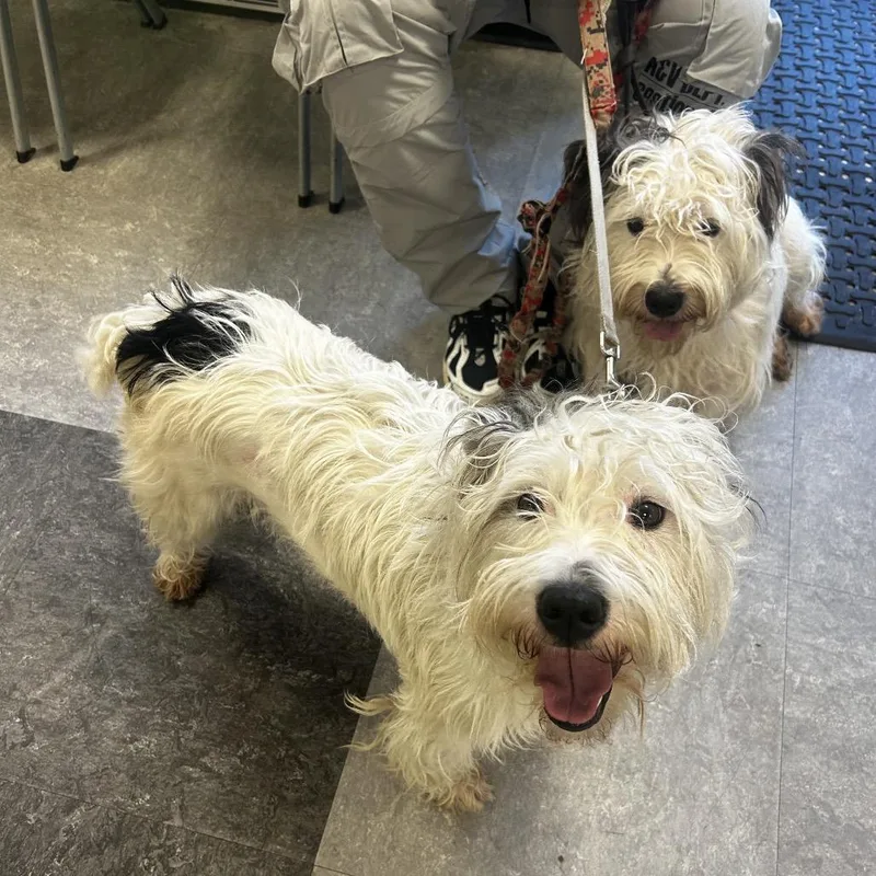 An adult medium-sized male White / Cream Mixed Breed dog named Polo for adoption in Philadelphia, PA