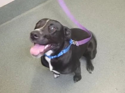 An adult large-sized female Mixed Breed dog named Reagan for adoption in Fairfax, VA