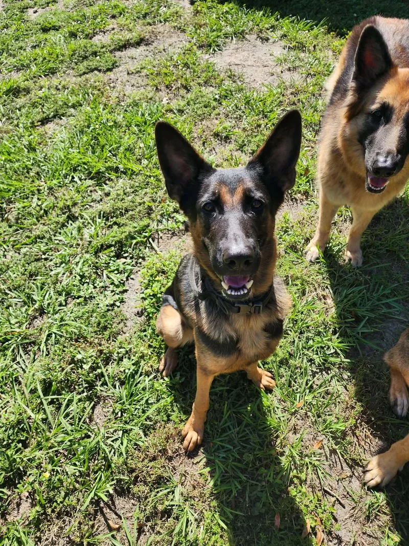 A young medium-sized female German Shepherd Dog dog named Zena for adoption in Palm Harbor, FL