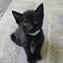 A baby small-sized female Black Domestic Short Hair cat named Appaloosa for adoption in West Palm Beach, FL