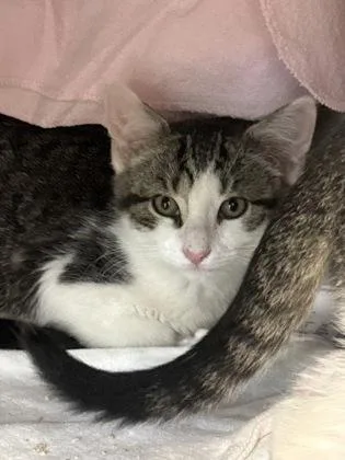 A baby small-sized female Domestic Short Hair cat named Blossom for adoption in Madison, NJ