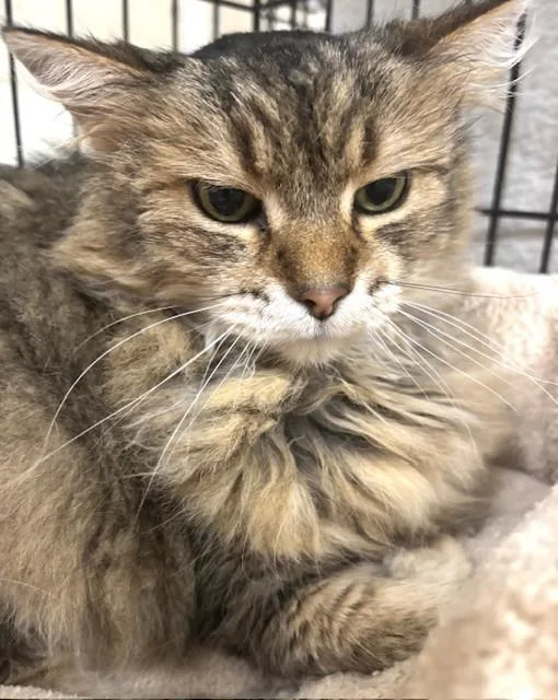 Sugarplum thumbnail 2