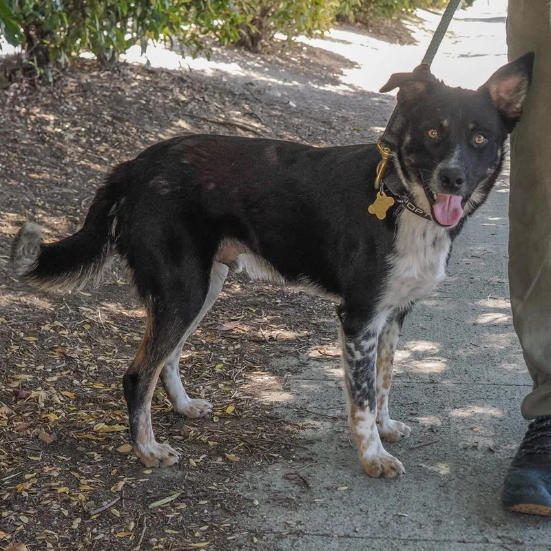 An adult medium-sized male Black Border Collie dog named Miles for adoption in Point Richmond, CA