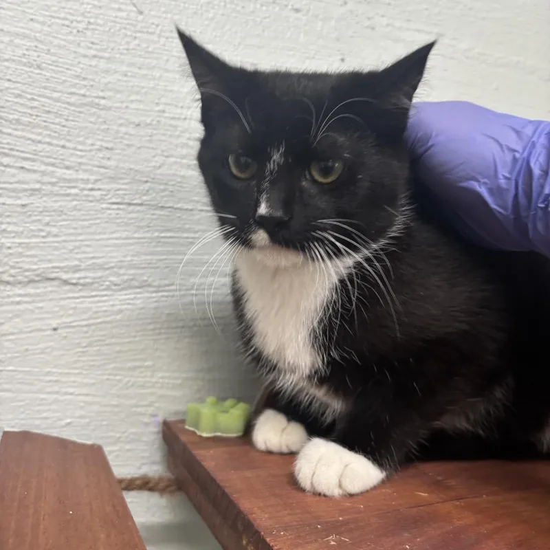 A young medium-sized male Black Domestic Short Hair cat named Dominic for adoption in Clanton, AL