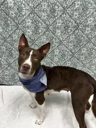 A young medium-sized female Brown / Chocolate Mixed Breed dog named Cinderella for adoption in Hamilton, OH
