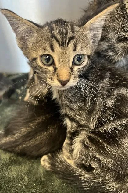 A baby small-sized male Domestic Short Hair cat named Petrie for adoption in Roseville, CA