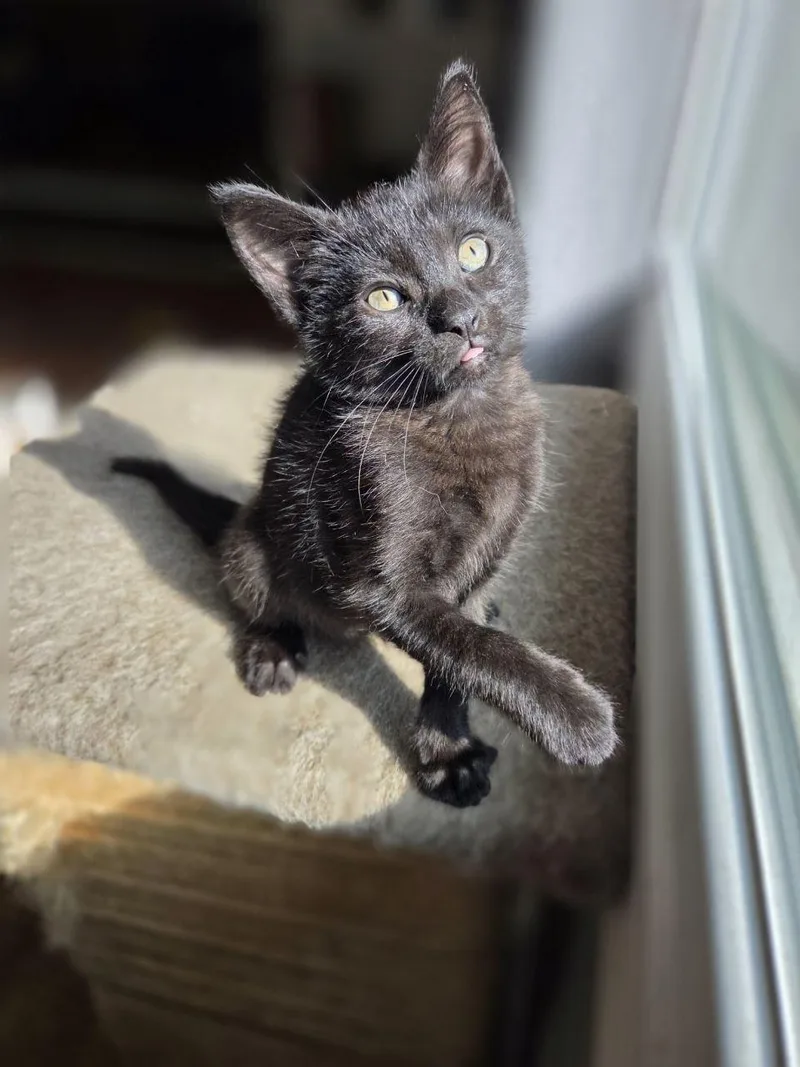 A baby medium-sized male Black Domestic Short Hair cat named Crow for adoption in Royal Oak, MI