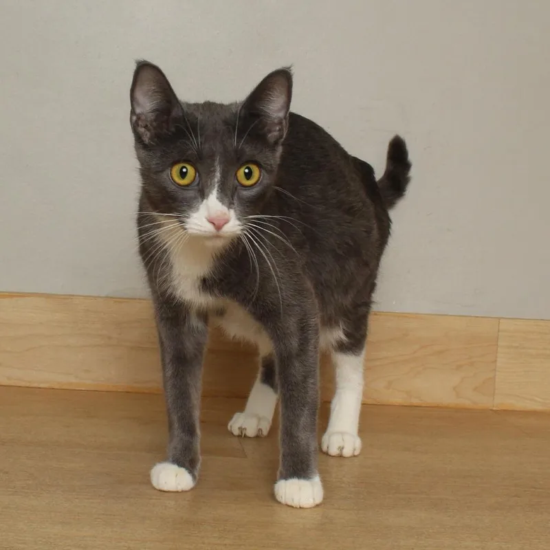 A young medium-sized female Gray / Blue / Silver Domestic Short Hair cat named Pretty Momma C for adoption in Minnetonka, MN