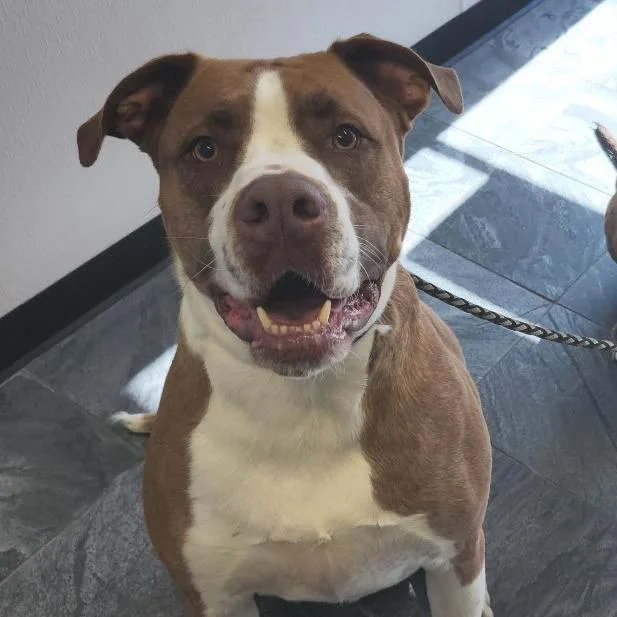An adult large-sized male Brindle Bullmastiff dog named Kobe for adoption in Tampa, FL