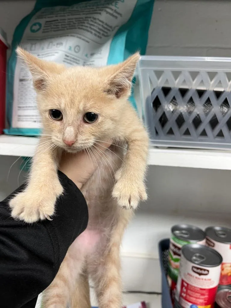 A baby medium-sized male Domestic Short Hair cat named Pistachio for adoption in Troy, OH