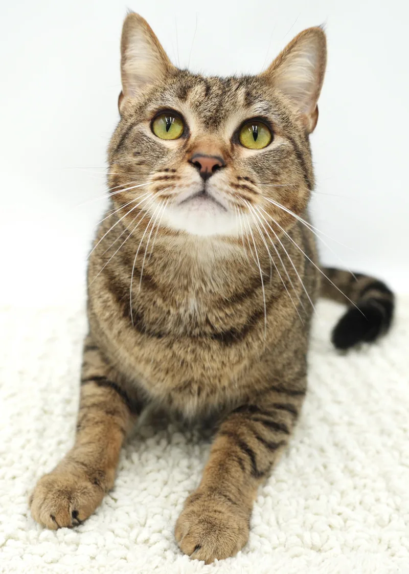 A young medium-sized male Tabby (Brown / Chocolate) Tabby cat named Maze is AMAZEING  for adoption in Bedford Hills, NY