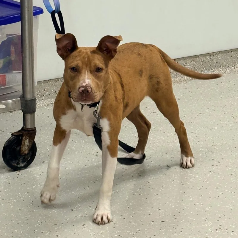 A young medium-sized female Brown / Chocolate Pit Bull Terrier dog named Maple for adoption in Indianapolis, IN