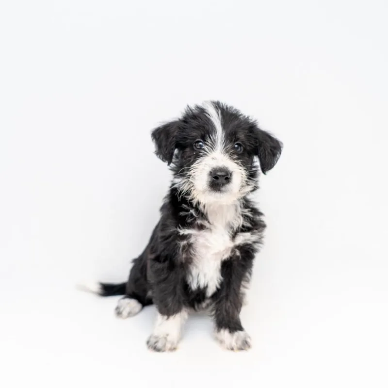 A baby medium-sized male Black Mountain Cur dog named Porky Pig for adoption in New York, NY