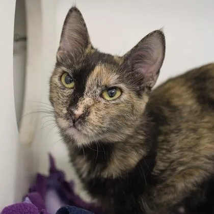 A young medium-sized female Domestic Short Hair cat named Harlequin for adoption in Verona, WI