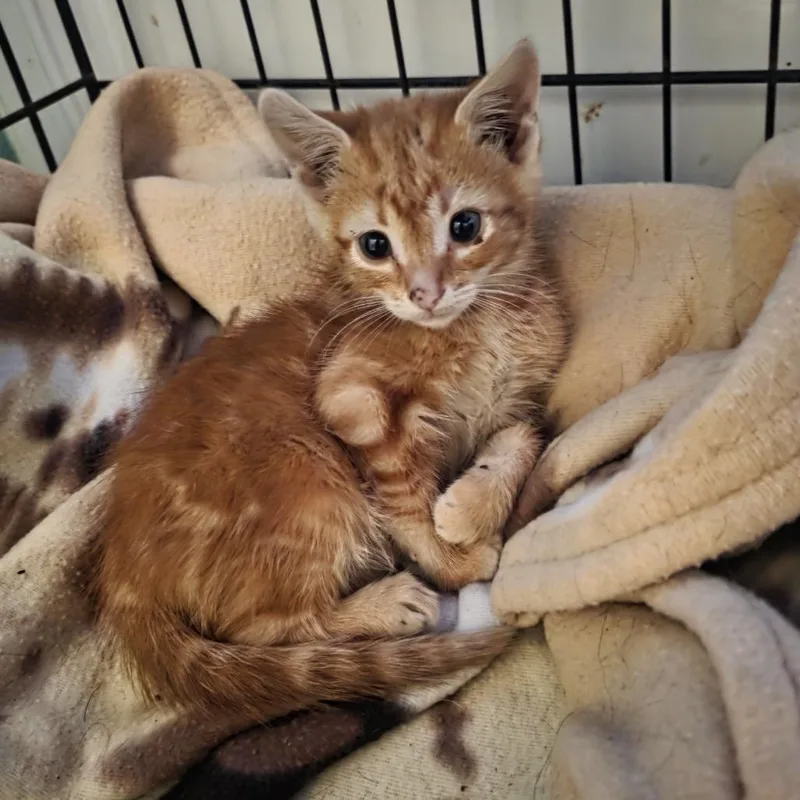 A baby medium-sized male Tabby (Orange / Red) Domestic Short Hair cat named GingerAle for adoption in Beulaville, NC