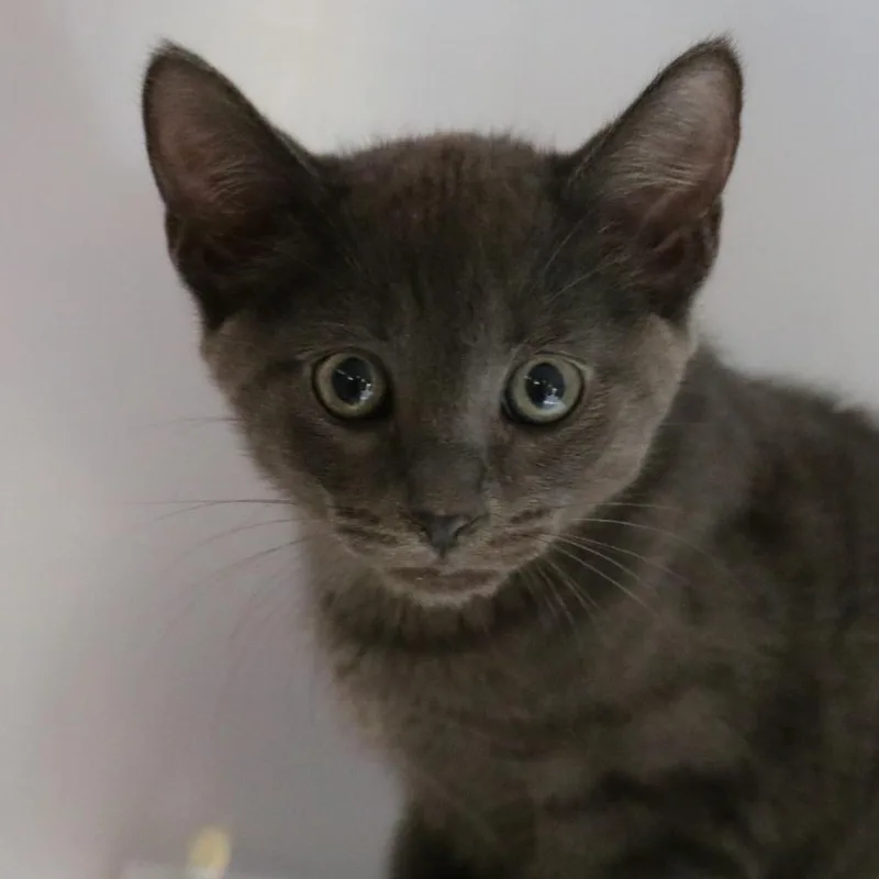 A baby small-sized male Gray / Blue / Silver Domestic Short Hair cat named Sloan for adoption in Sarasota, FL