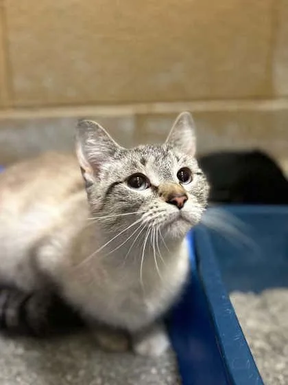 An adult large-sized female Domestic Short Hair cat named Mia for adoption in Munster, IN