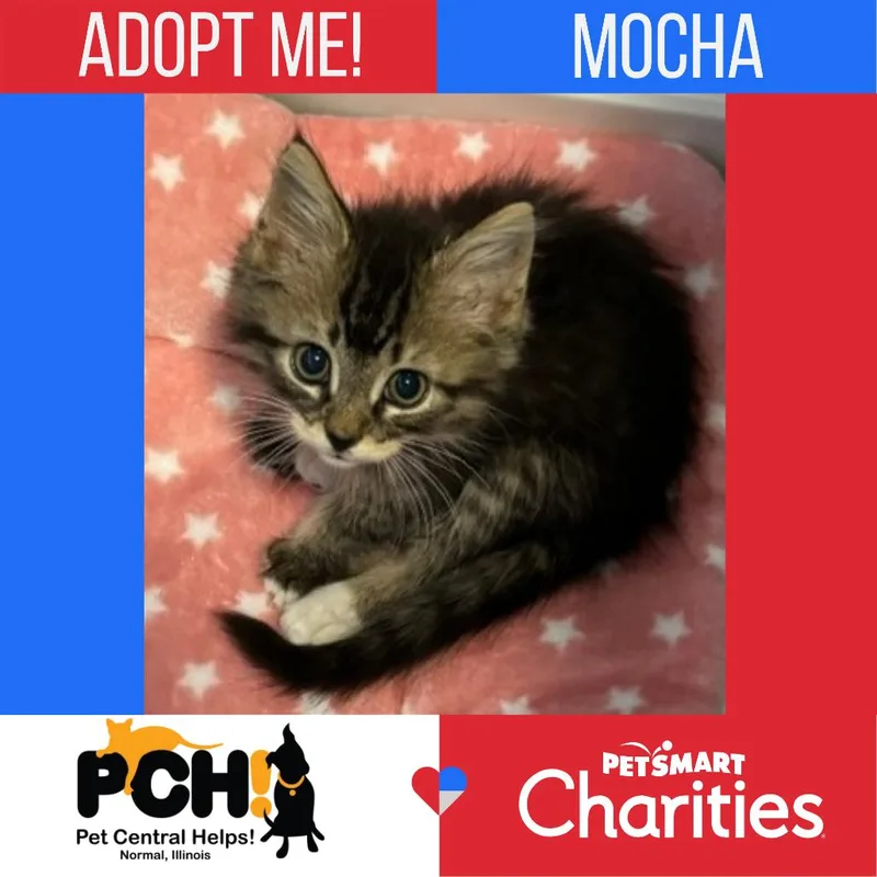 Mocha thumbnail 6