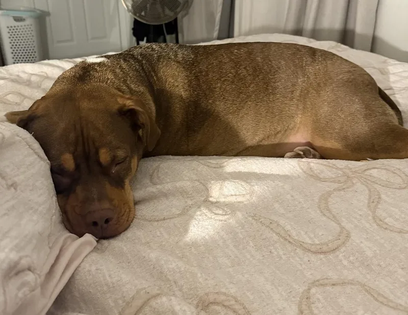A baby large-sized female Tricolor (Brown, Black, & White) Pit Bull Terrier dog named Ruby for adoption in Brewster , NY